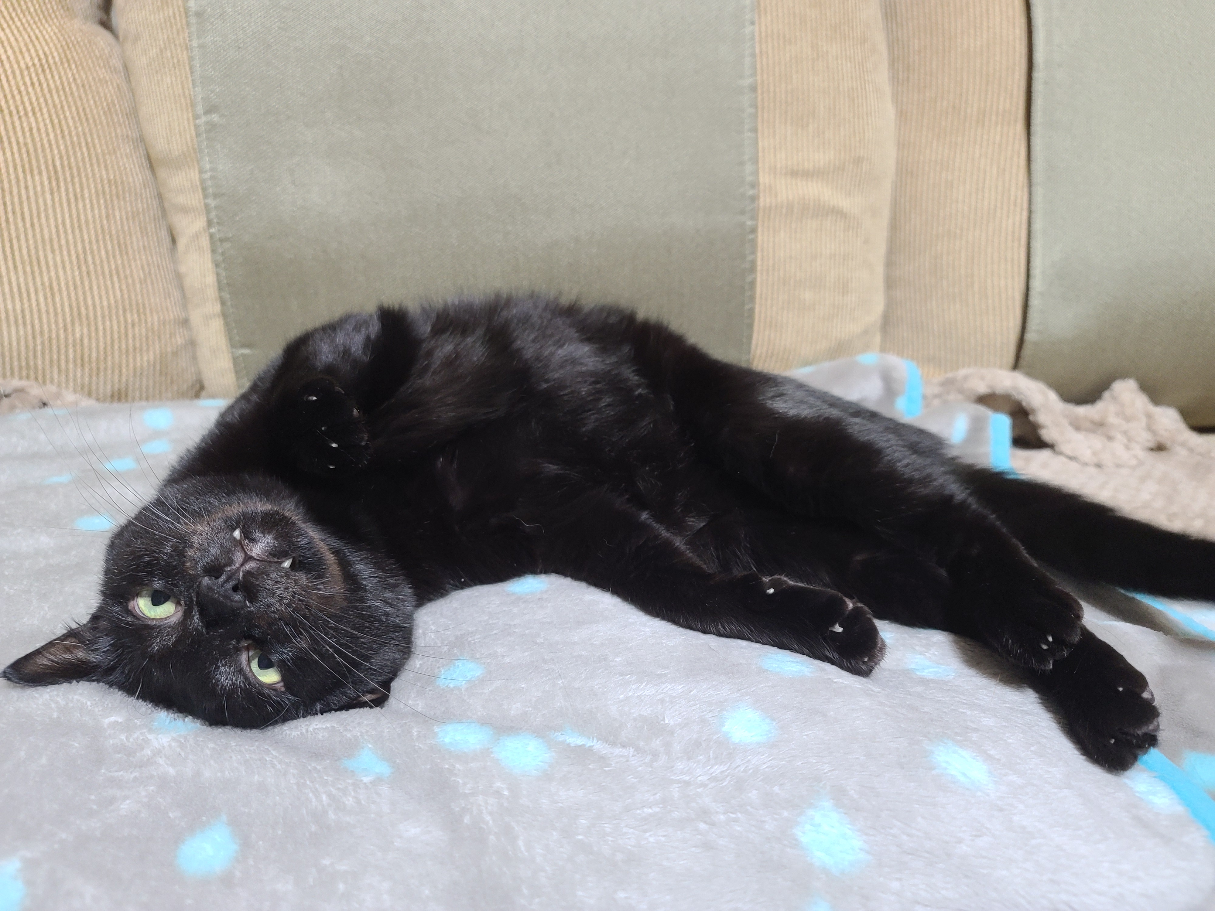 졸리지만 안자려고 노력하는 멋쟁이 고양이 건 ㅋ