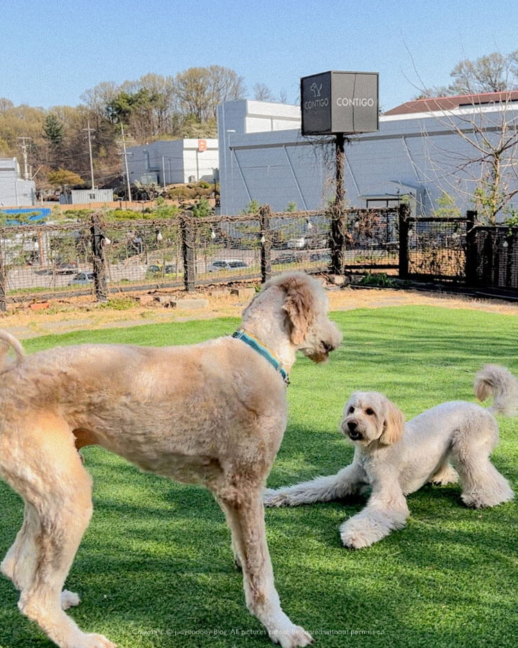 애견동반카페 강아지들
