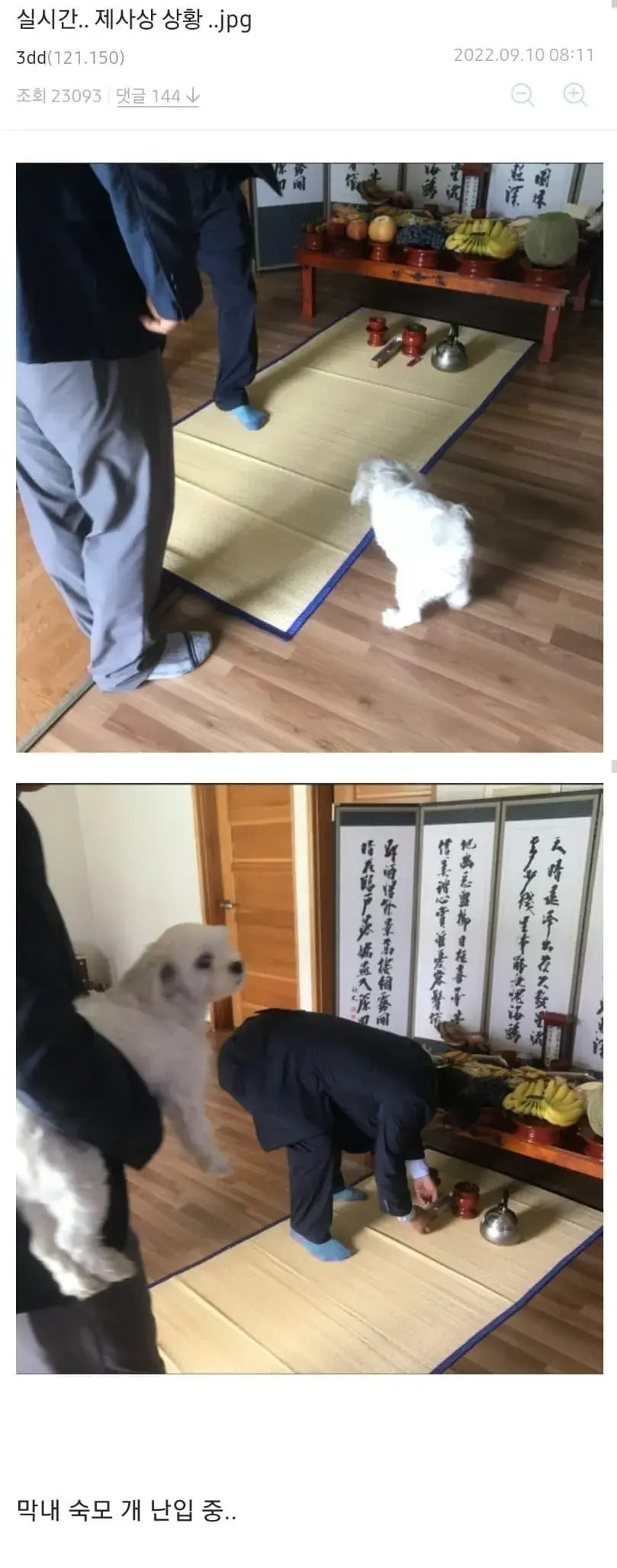 추석 개 제사상 난입