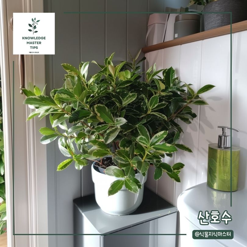 화장실에서 키우기 좋은 식물 - 산호수