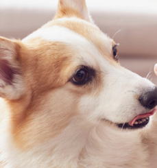 강아지 췌장염 증상