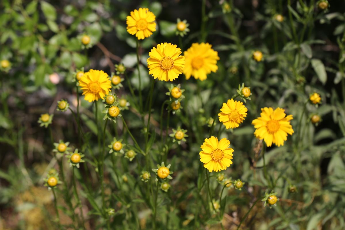 금계국 꽃 명소 생태교란종 파종시기 큰금계국 구별