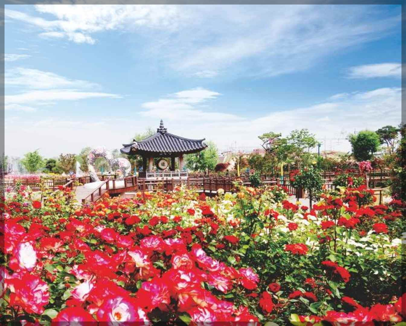 2024곡성장미축제 기간 내용 입장료 주차장 숙박[총정리]