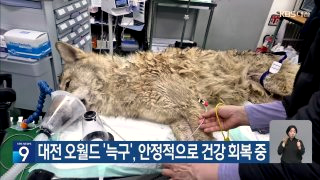 늑구 근황 &amp;#124; 성심당 늑구빵 &amp;#124; 대전 오월드 스타 늑대