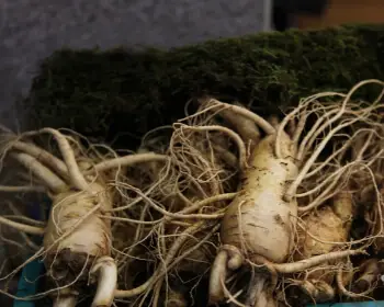 풍기 인삼축제_21