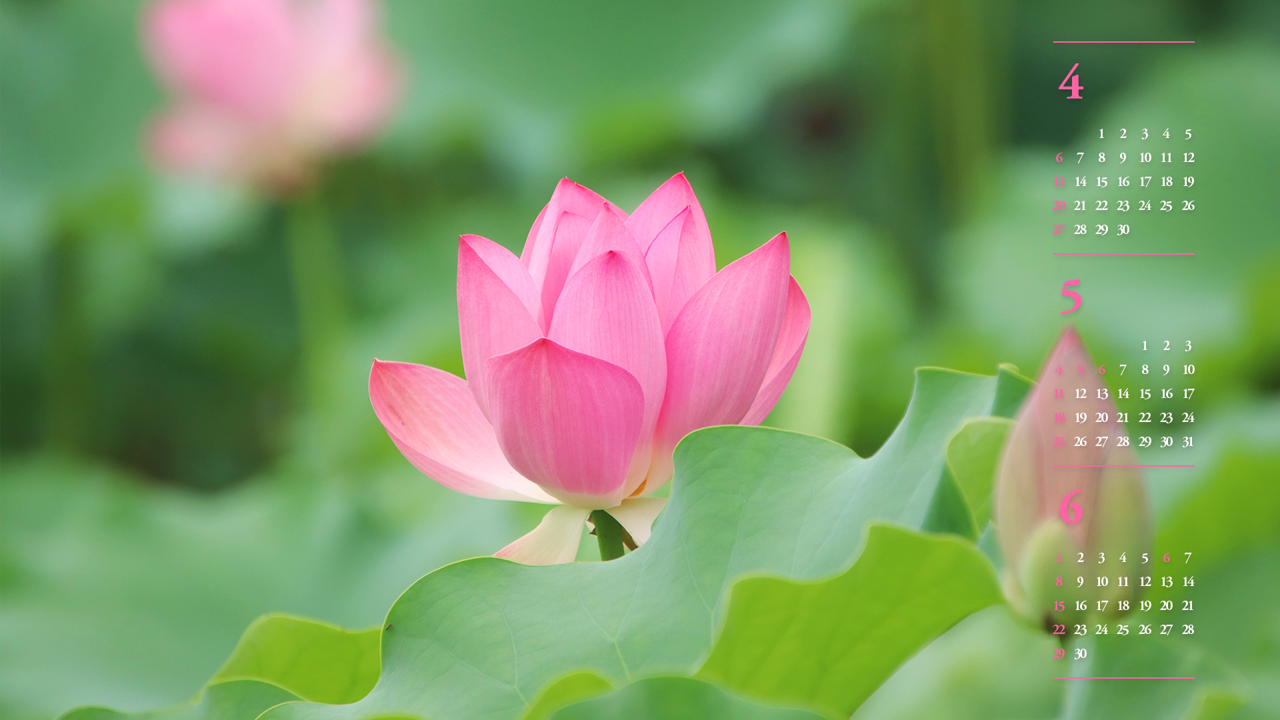 05 홍련 클로즈업 B - 2025년5월 노트북배경화면