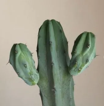 용신목 선인장 키우기, 철화, 분갈이, 꽃, 물주기, 월동_31