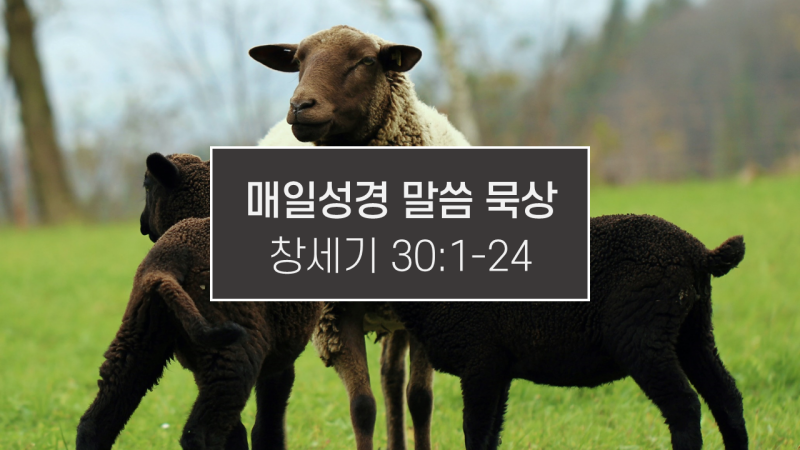 썸네일-검은-양과-얼룩무늬-양들