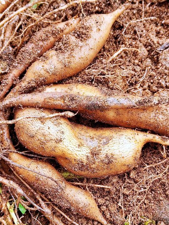 6시내고향 강원 횡성 붉은 야콘 당뇨에 좋은 땅속의 배 파는 곳 전국 택배 온라인 전화 주문 추천