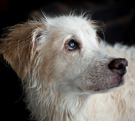 강아지 백내장 수술비용 현실은? 증상·예방법 보호자 가이드
