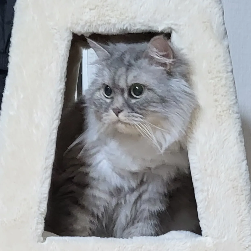 고양이 그루밍 헤어볼 예방