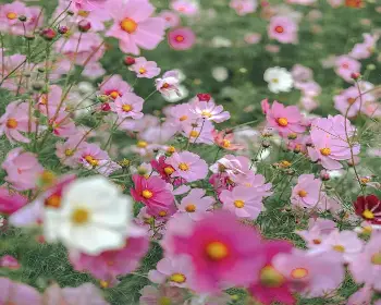 피나클랜드 오천만송이 국화축제_7