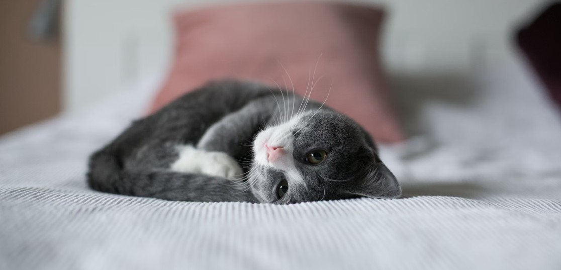 반려묘 식단 구성법 관련 사진