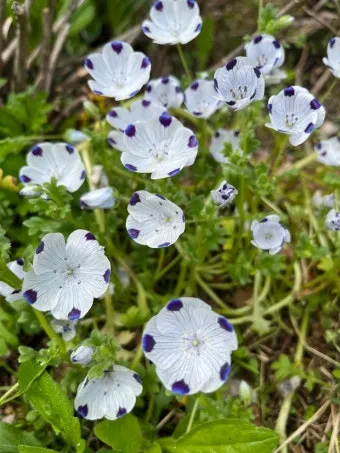 아파트 화단에 핀 5월의 꽃 송엽국 작약 금계국 털개구리미나리_16