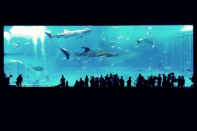 코엑스 아쿠아리움