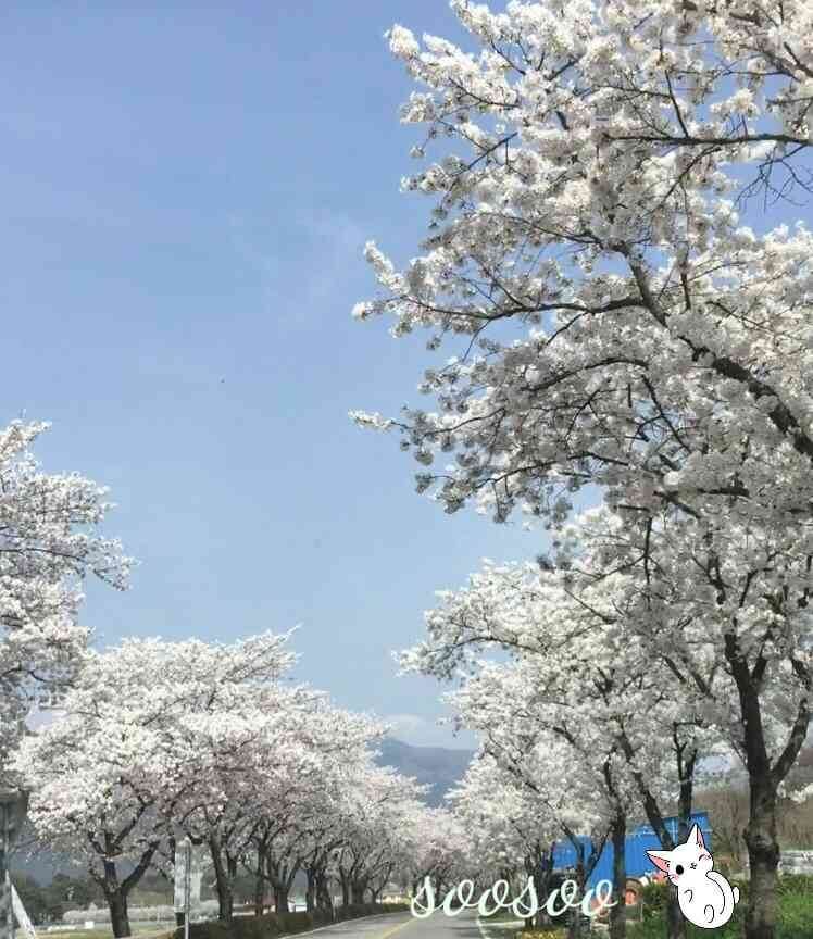 벚꽃축제,벚꽃길/ 벗꽃터널 4월 커플드라이브코스 추천