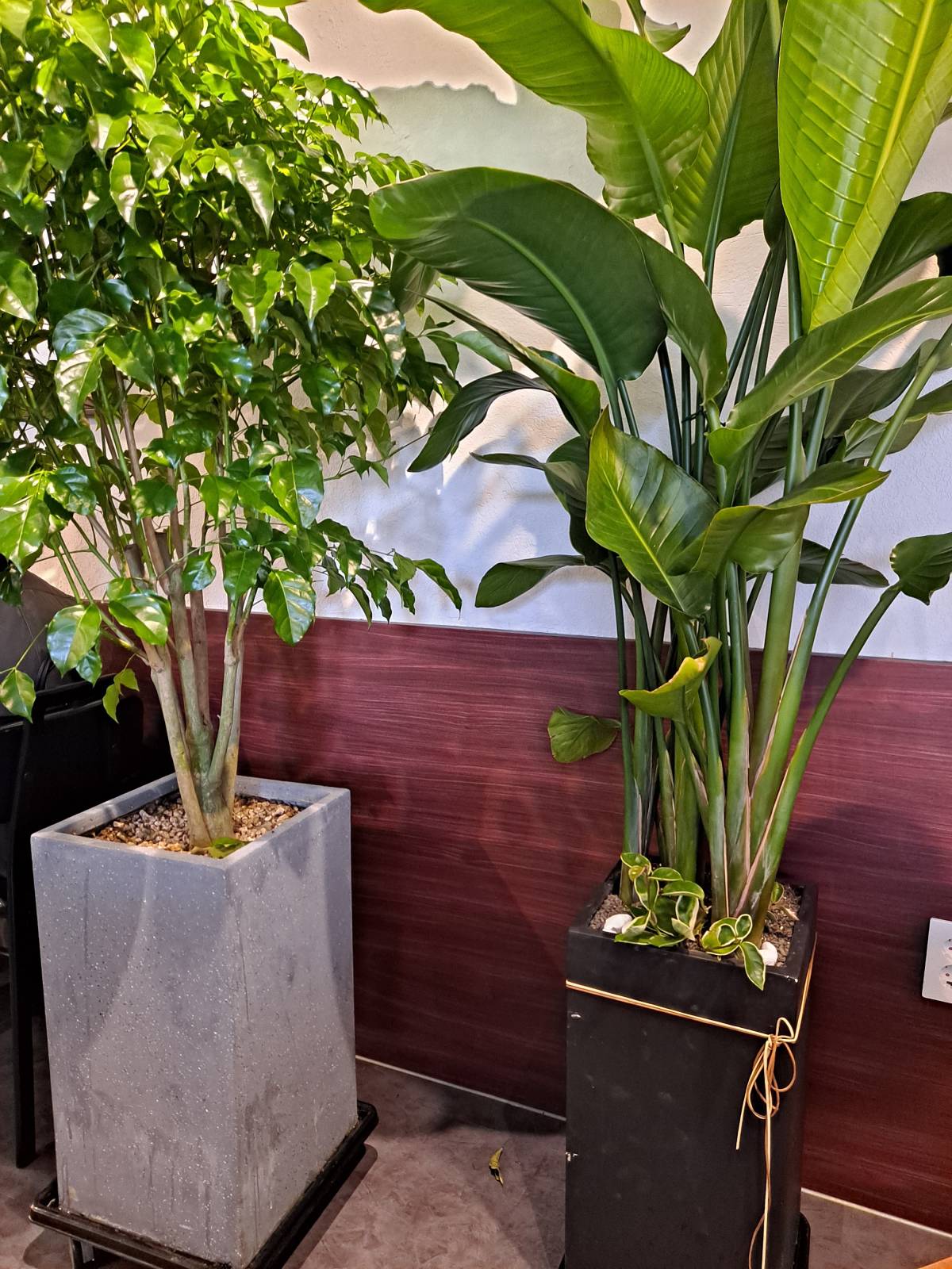 우불식당 고무나무와 금전수