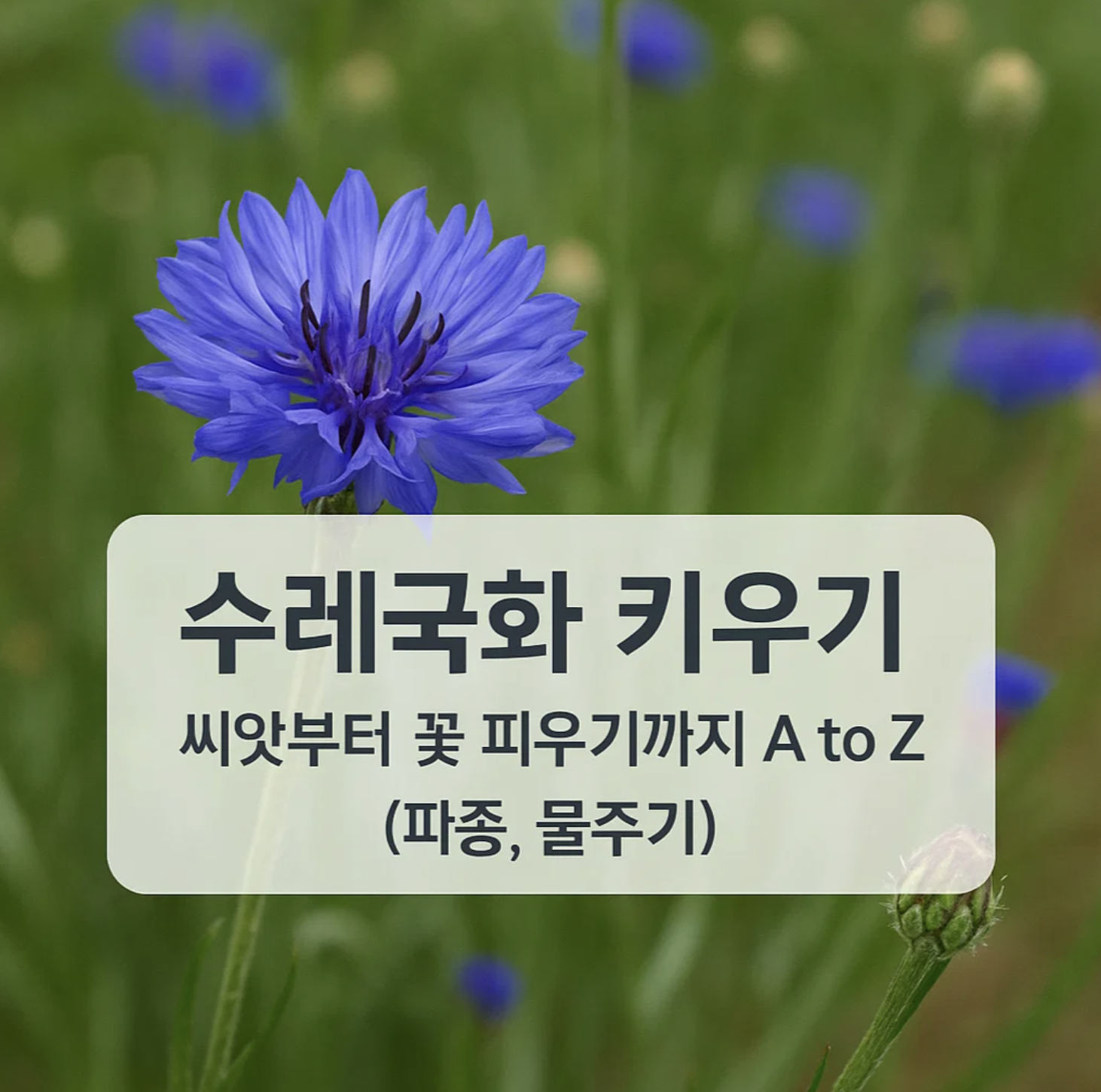 수레국화 키우기, 씨앗부터 꽃 피우기까지 A to Z (파종, 물주기)