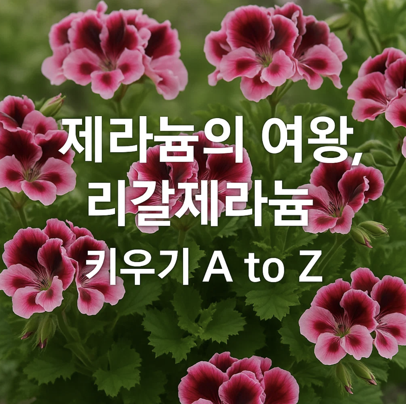 제라늄의 여왕, 리갈제라늄 키우기 A to Z
