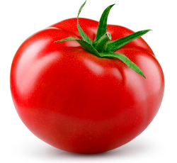 토마토