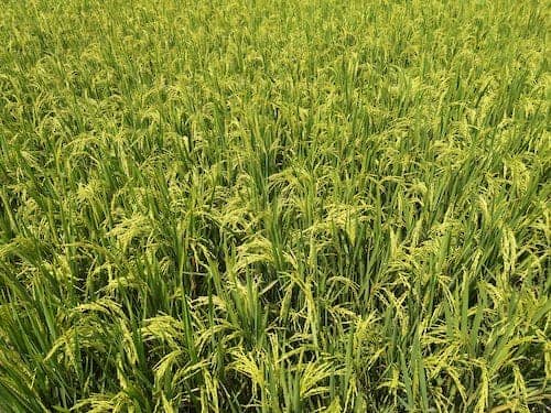 쾌변이 필요하다면 차전자피 식이섬유(100% 유기농)