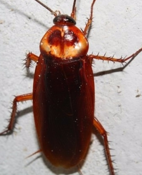 바퀴벌레 퇴치방법