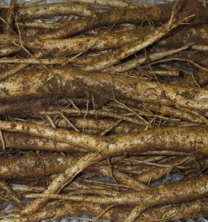 도라지 효능 부작용 고르는법 먹는법 꽃 총정리