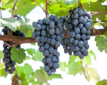 영동포도축제_9