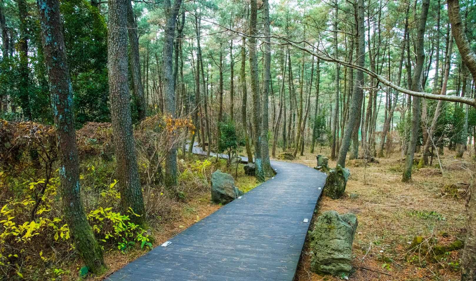 제주 사려니숲길