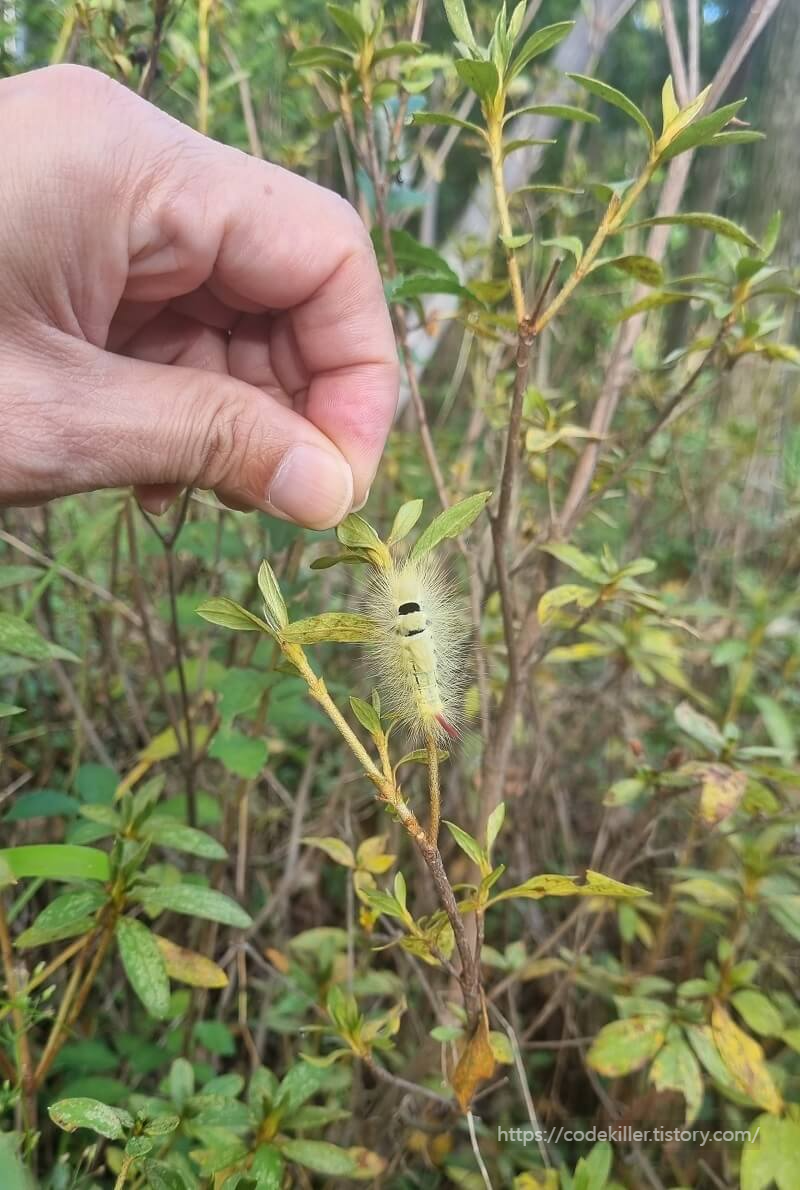 사과독나방