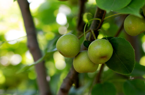 매실장아찌 담는법