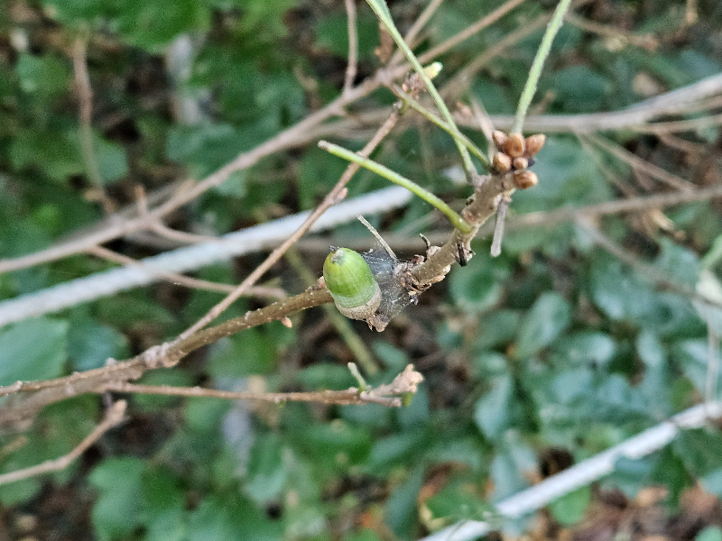 졸참나무 열매2