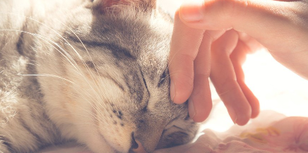 릴랙스하는 고양이.