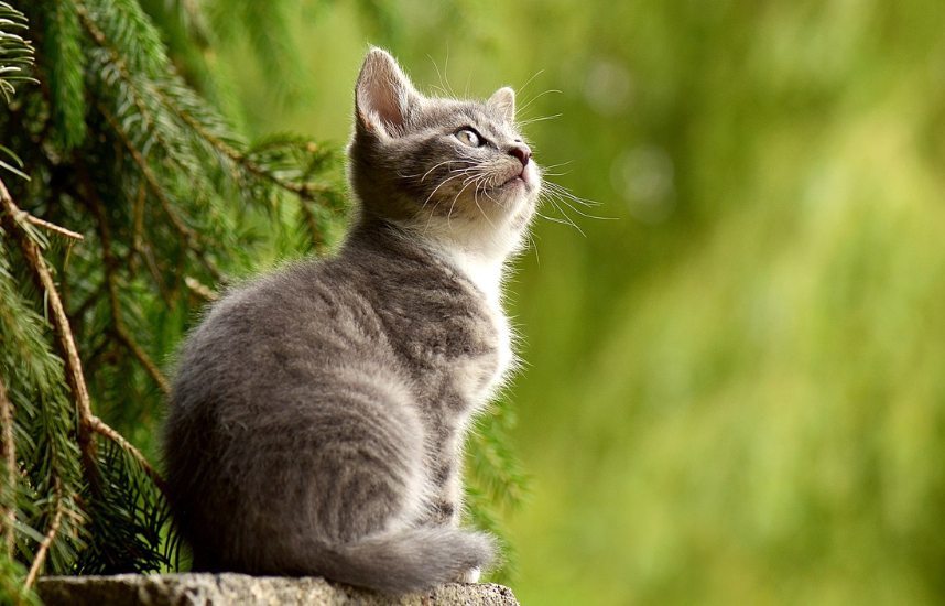 고양이 예방접종 시기