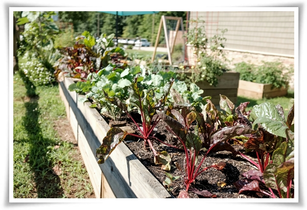 텃밭관리 &quot;3월에 심기 좋은 작물&quot; 감자 당근 상추 시금치 대파 비트 완두콩 ...