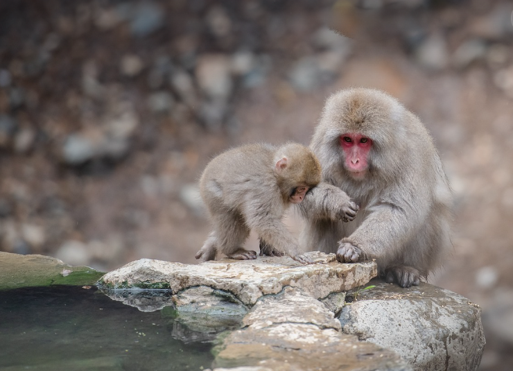 일본 여행 온천 사진