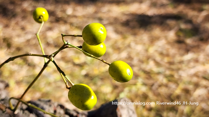 멀구슬나무 열매 천련자(川楝子)