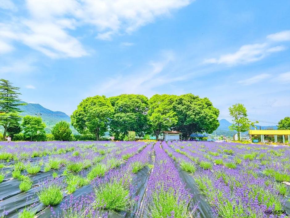 라벤더 명소 개화시기 꽃말