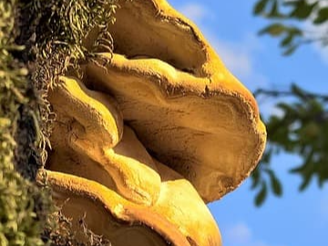 상황버섯 다양한 섭취 방법