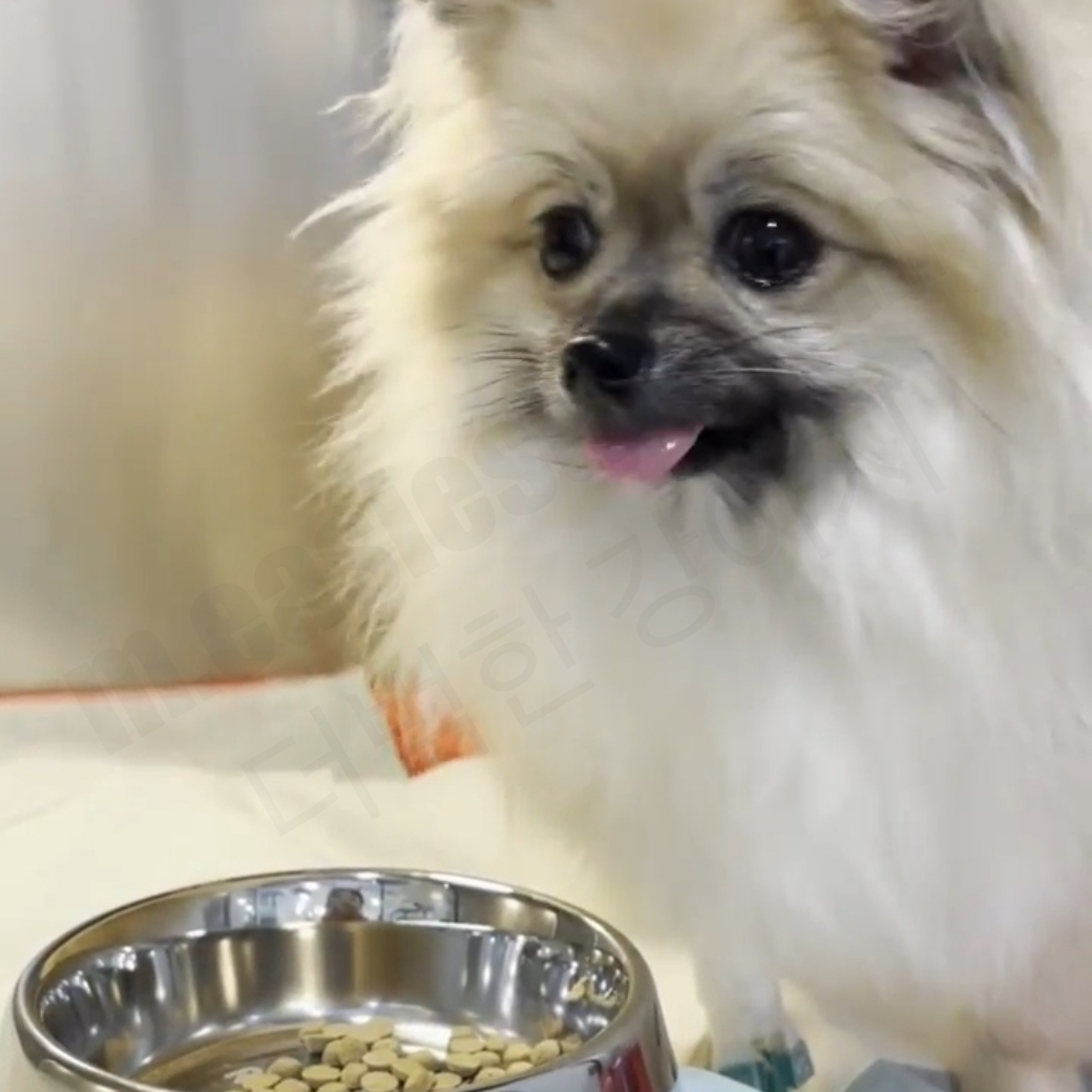 슬개골 수술 후 입원한 강아지