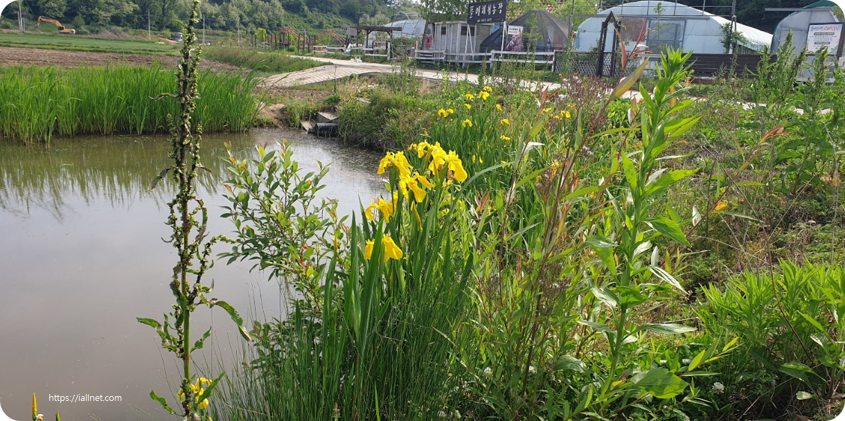 화포천습지생태공원 핀 노랑꽃 창포