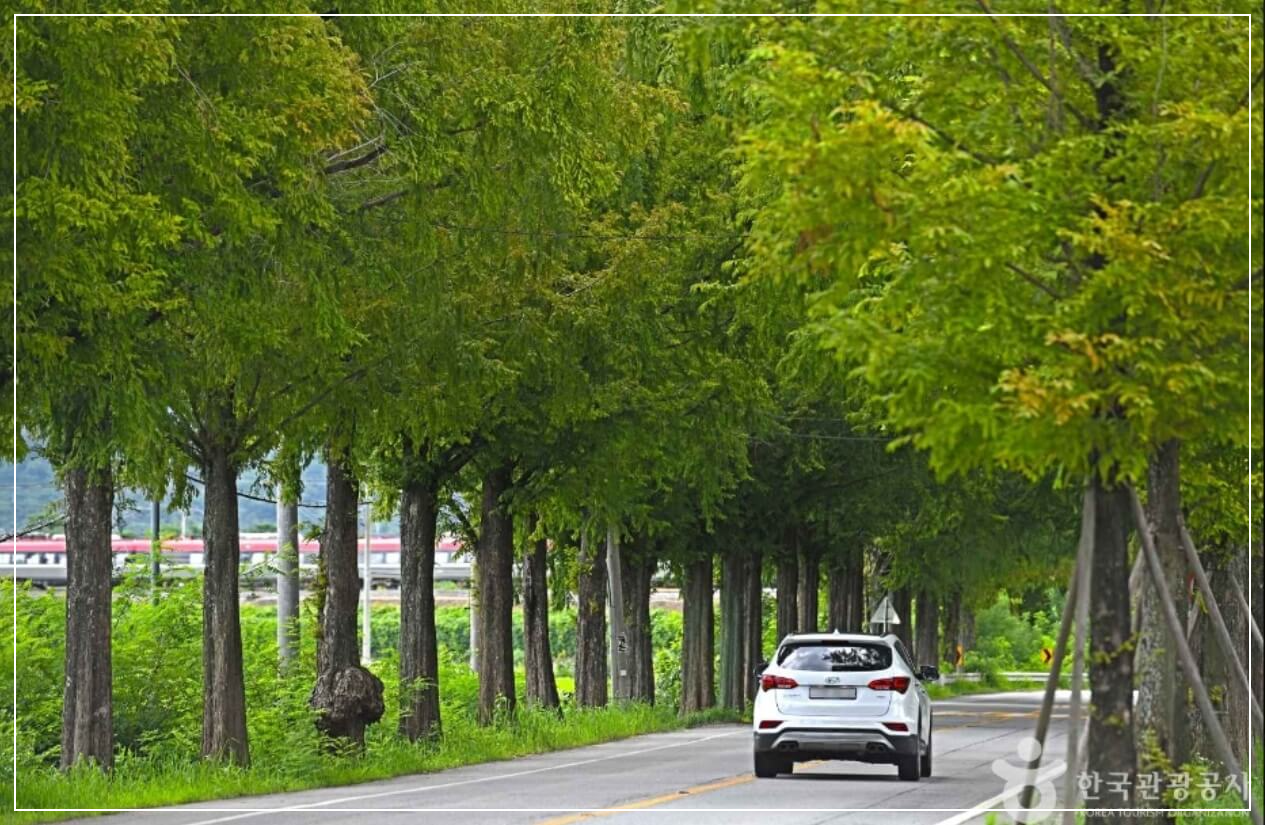 곡성 가볼만한곳 베스트10 메타세쿼이아길(장선리)