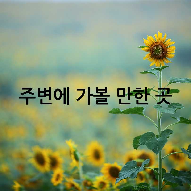 함안 강주해바라기축제 2025