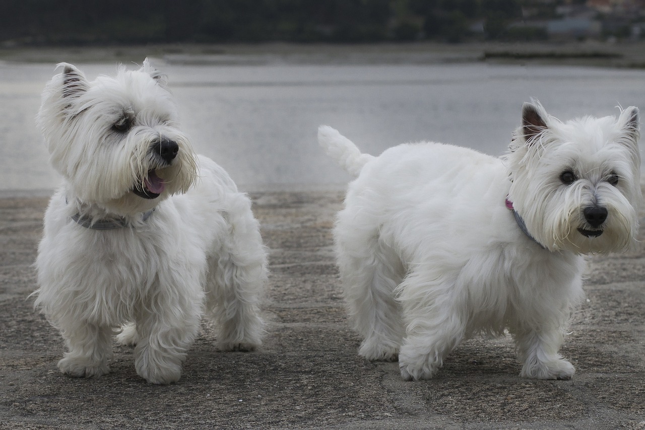 웨스트 하이랜드 화이트 테리어(West Highland White Terrier)3