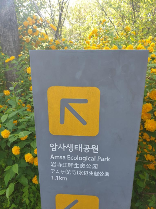 Signpost for Amsa Ecological Park surrounded by yellow spring flowers-암사 생태공원 입구에 설치된 안내판과 주변의 봄꽃 풍경