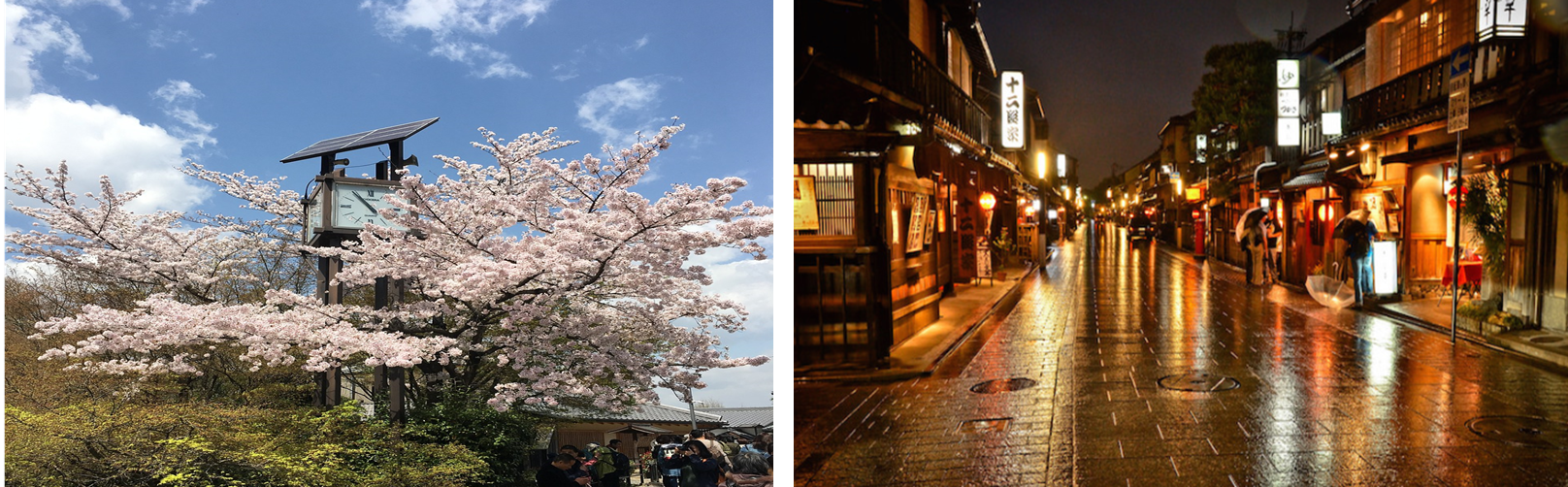 도쿄 기요미즈데라 벚꽃과 기온 밤 거리