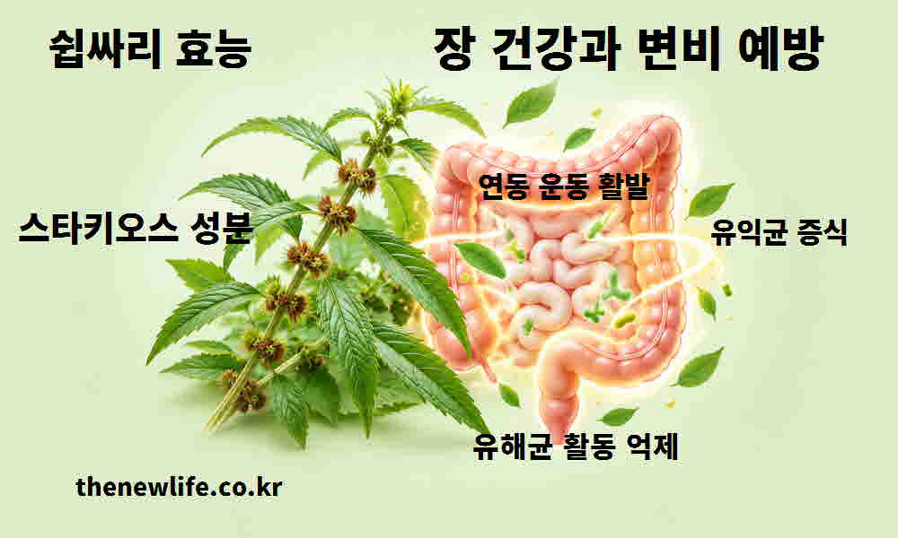쉽싸리 효능 장 건강 변비 예방