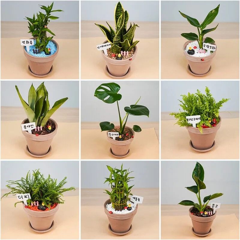 집들이 선물 식물추천 키우기쉬운 종류 물주기 빛관리 가이드_2
