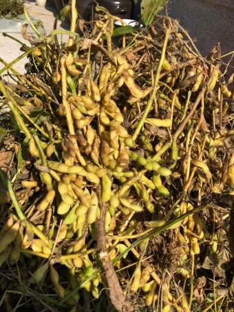 콩 재배 파종 깊이 잡초 억제 멀칭 가뭄 대비_15