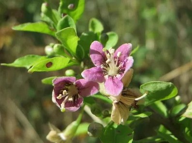 고지혈증에 좋은 한방차